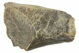 Rare Hadrosauriform Dinosaur (Ouranosaurus) Tooth - Niger #283930-1